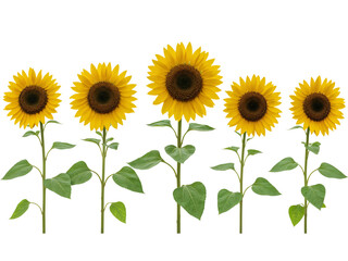 Obraz premium Five bright yellow sunflowers with green stems and leaves arranged in a row isolated on transparent background