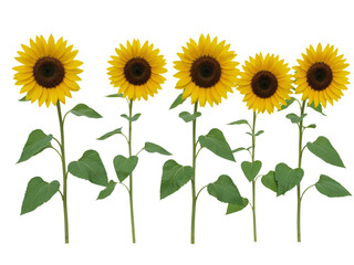 Five bright yellow sunflowers with green stems and leaves arranged in a row isolated on transparent background © Creative Design