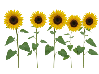 Five bright yellow sunflowers with green stems and leaves arranged in a row isolated on transparent background