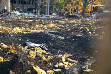 Abandoned glove on scorched earth after wildfire, symbol of disaster aftermath and environmental destruction. Metaphor for human absence, tragedy, irreversible loss. Insurance loss assessment concept