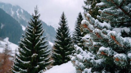 Obraz premium Snow-covered pine trees in a serene mountain landscape, showcasing the beauty of winter and nature's tranquility.