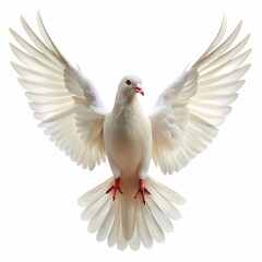 Fototapeta premium Pigeon, White Dove Flying, Symbol of Peace Purity and Hope on white background