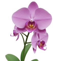 Obraz premium Close Up of a Pink Orchid Flower with Transparent Background Showcasing Delicate Petals