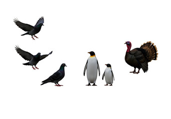 Fototapeta premium Isolated Background Image of Turkeys Pigeons and Penguins On Black