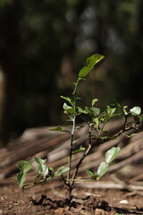 Plant seedlings start to grow