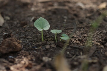 Plant seedlings start to grow