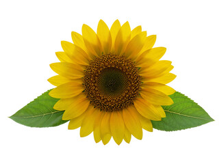 Obraz premium Bright yellow sunflower with green leaves isolated on transparent background