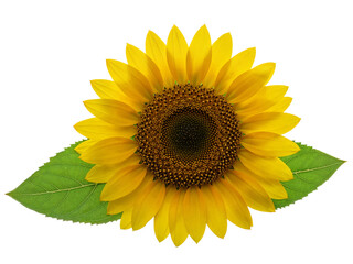 Obraz premium Bright yellow sunflower with green leaves isolated on transparent background