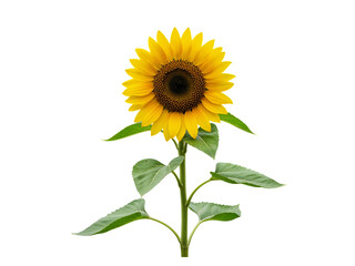 Obraz premium A single tall sunflower with bright yellow petals and a dark center isolated on transparent background