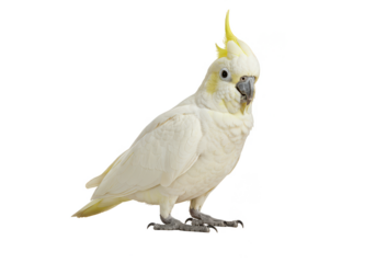 Isolated Tropical White Parrot Cockatoo Bird with Yellow Crest on Png