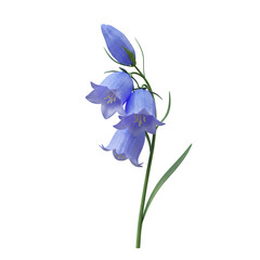 Delicate Light Blue Bellflowers on Transparent Background