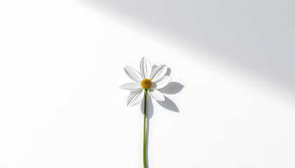 Obraz premium Single White Daisy with Yellow Center on a Clean White Background with Shadow