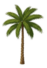 Illustration of a Tall Green Palm Tree in Tropical Summer Nature Plant