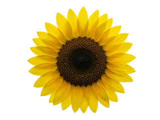 Bright yellow sunflower head with dark center isolated on transparent background