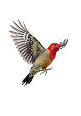 Obraz premium Isolated Bird Flying with Open Wings Red Feathers on Transparent Background
