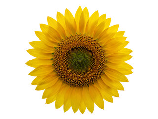 Close up of a vibrant yellow sunflower with detailed petals and center isolated on transparent background