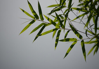 Bamboo Leaf Silhouette Composition