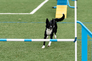 Dog demonstrates agility skills on training course at local park during sunny afternoon
