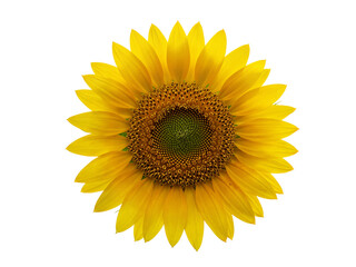 Fototapeta premium A single bright yellow sunflower with a detailed center isolated on transparent background