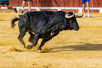 Bull charging across arena with participants running in a lively afternoon event in Spain