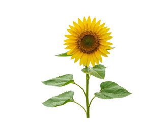 Fototapeta premium A single bright yellow sunflower with green leaves and stem isolated on transparent background
