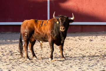 Bull standing in a sandy arena with red walls during a traditional event in the afternoon sun