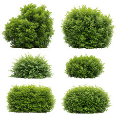 Isolated Bush Plant Collection with Green Foliage for Garden Design PNG