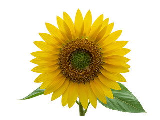 Obraz premium A bright yellow sunflower with green center and leaves isolated on transparent background