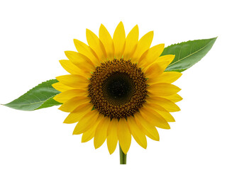 Obraz premium Bright yellow sunflower with green leaves isolated on transparent background