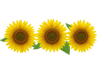 Three bright yellow sunflowers with green leaves arranged in a row isolated on transparent background © Creative Design