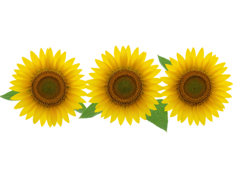 Three bright yellow sunflowers with green leaves arranged in a row isolated on transparent background