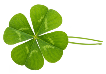 Isolated Closeup Of A Lucky Green Four Leaf Clover Transparent Background