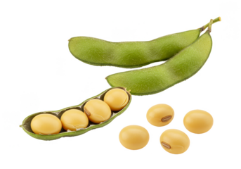 Isolated Closeup of Fresh Soybeans with Green Pods on Transparency