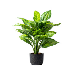 Potted Peace Lily Plant, isolated on white background