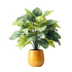 Philodendron Plant in Orange Pot, isolated on white background