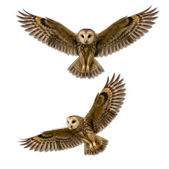 Isolated Flying Owl Bird Wildlife with Open Wings on Transparent