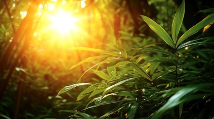 Sunbeams pierce through lush green foliage in a dense forest.