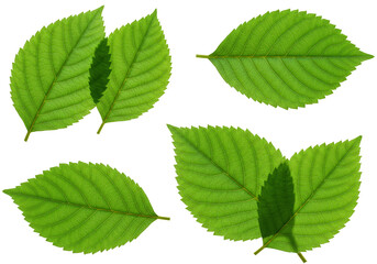 Isolated Fresh Green Leaves Macro Texture Transparent Background Design