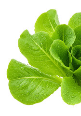 Isolated Fresh Green Lettuce Leaf Salad Ingredient Transparent Background