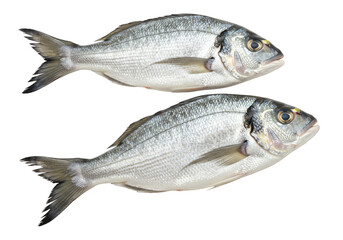 Isolated Fresh Silver Fish Raw Seafood Protein Meal on Transparent