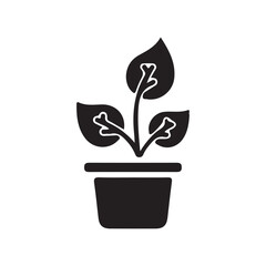 flower in a pot
