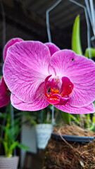 pink orchid on a green background