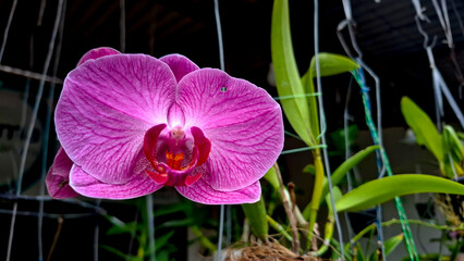 purple orchid flower in the garden