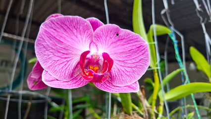 pink orchid of the sky