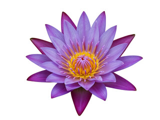 Fototapeta premium Close up of a vibrant purple water lily flower with yellow center on black background