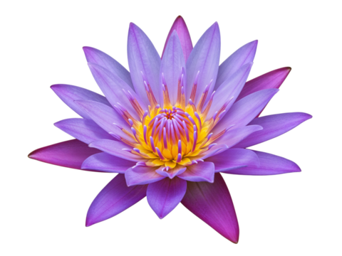 Vibrant purple water lily flower with yellow center isolated on black background