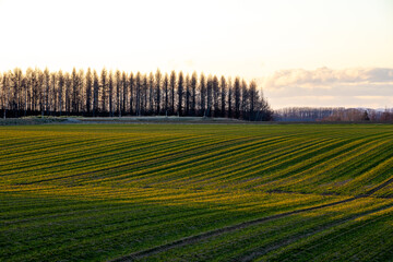 Autumn wheat field at sunset
