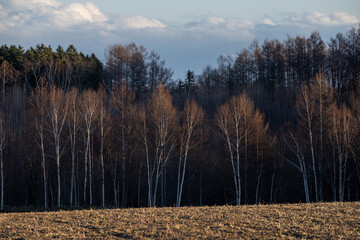 Brilliantly shining trees in late autumn