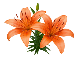 Two vibrant orange tiger lilies with green stems and leaves isolated on black