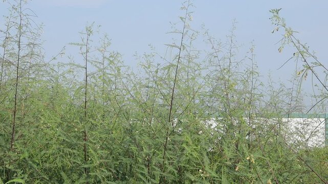 The thriving crotalaria plants sway in the wind
